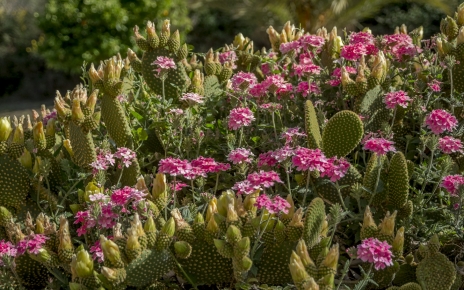 Gardens are colourful most of the year